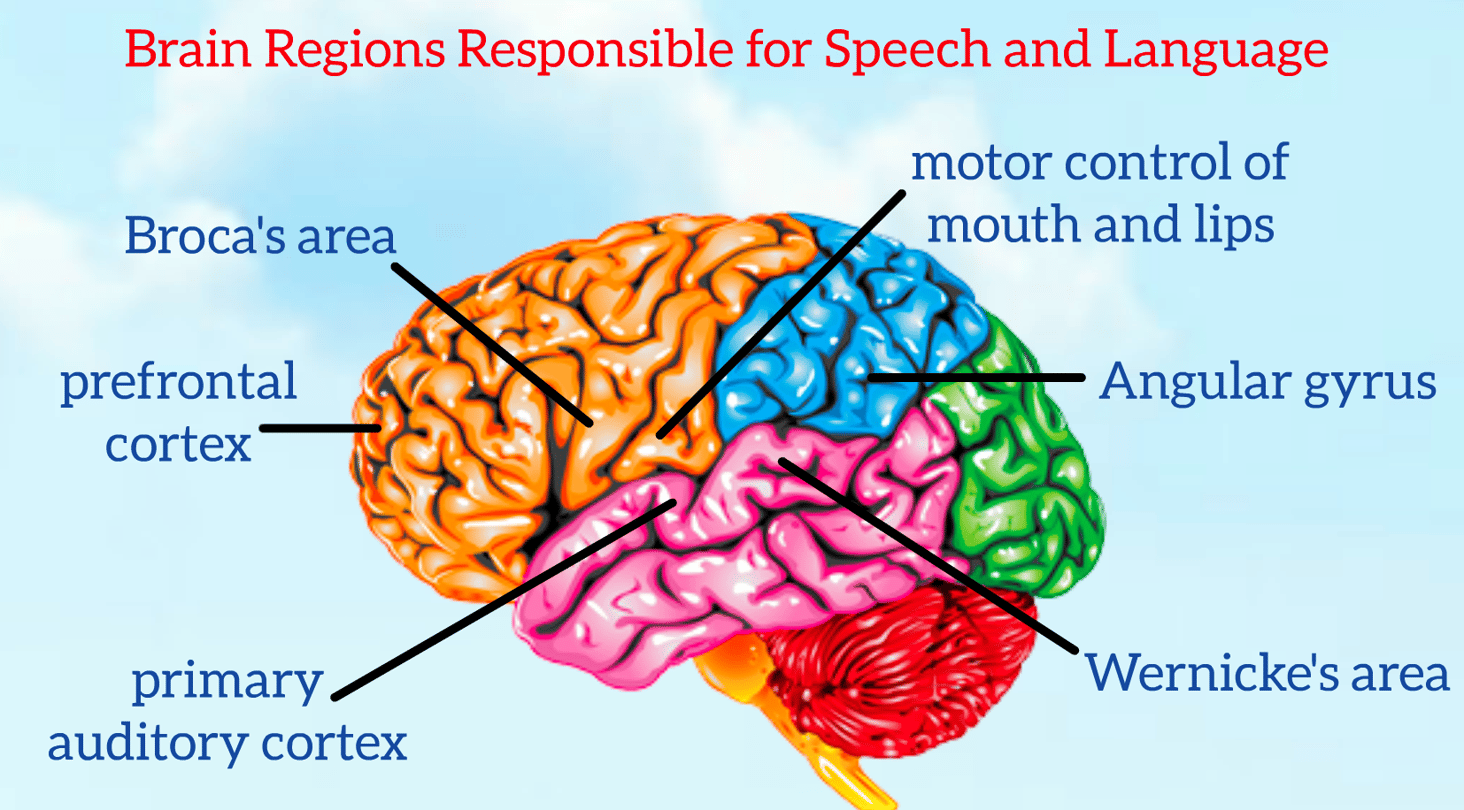 What's the Difference Between Boy and Girl Brains, When it Comes to STEM?